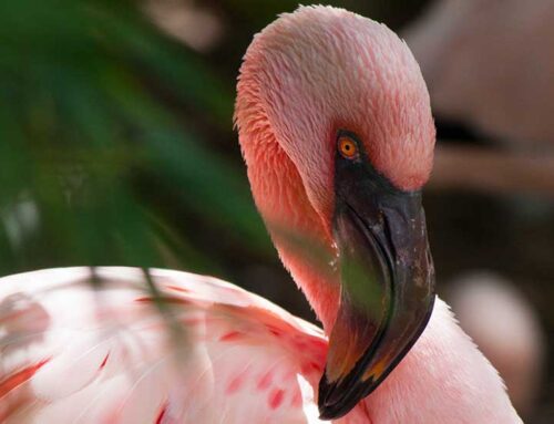 The Ultimate Secrets Of Zoo